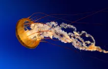 Gallery Gallery 10 2 jellyfish__copy
